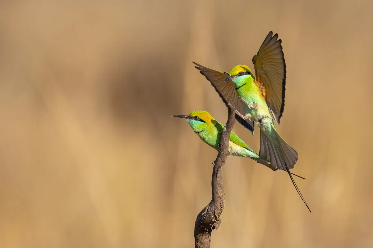 Birdlife18.jpg