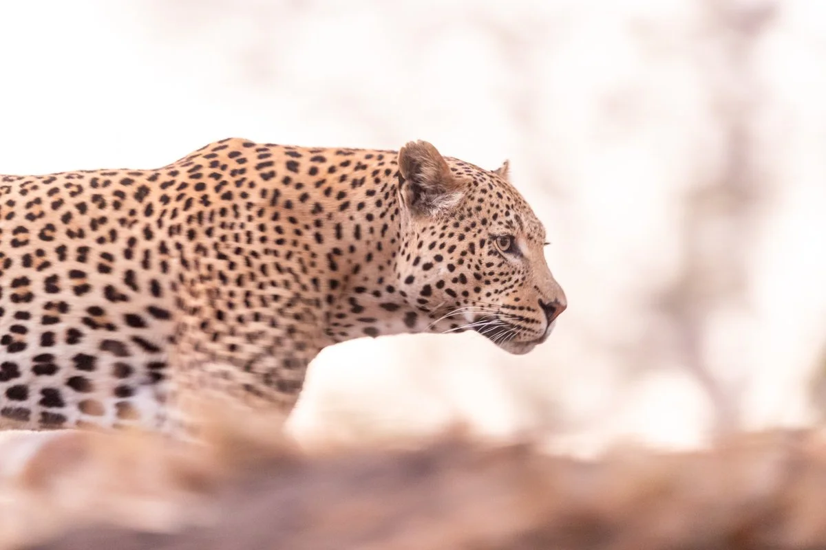 WildlifeInMotion11.jpg