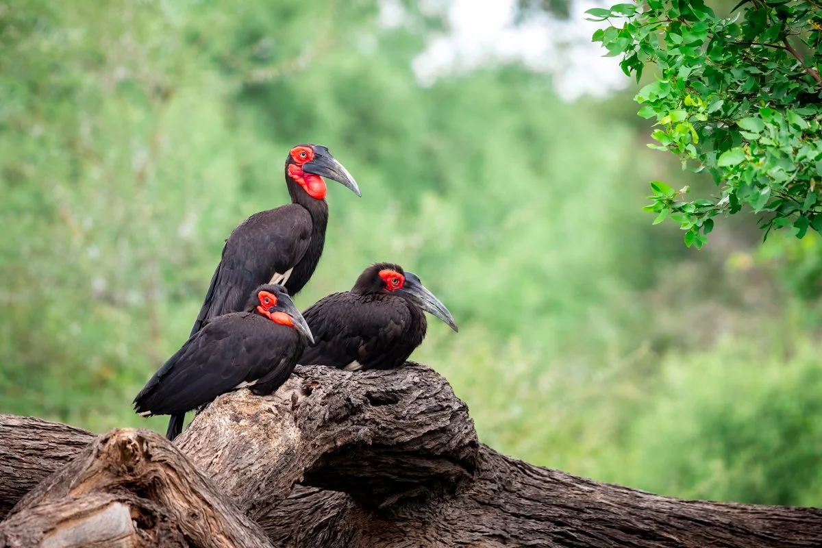 Birdlife21.jpg