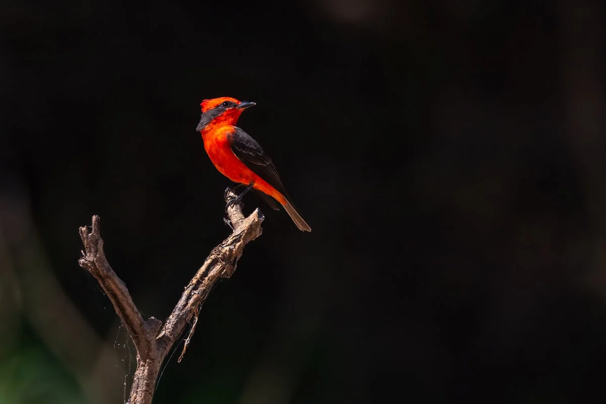 Birdlife38.jpg