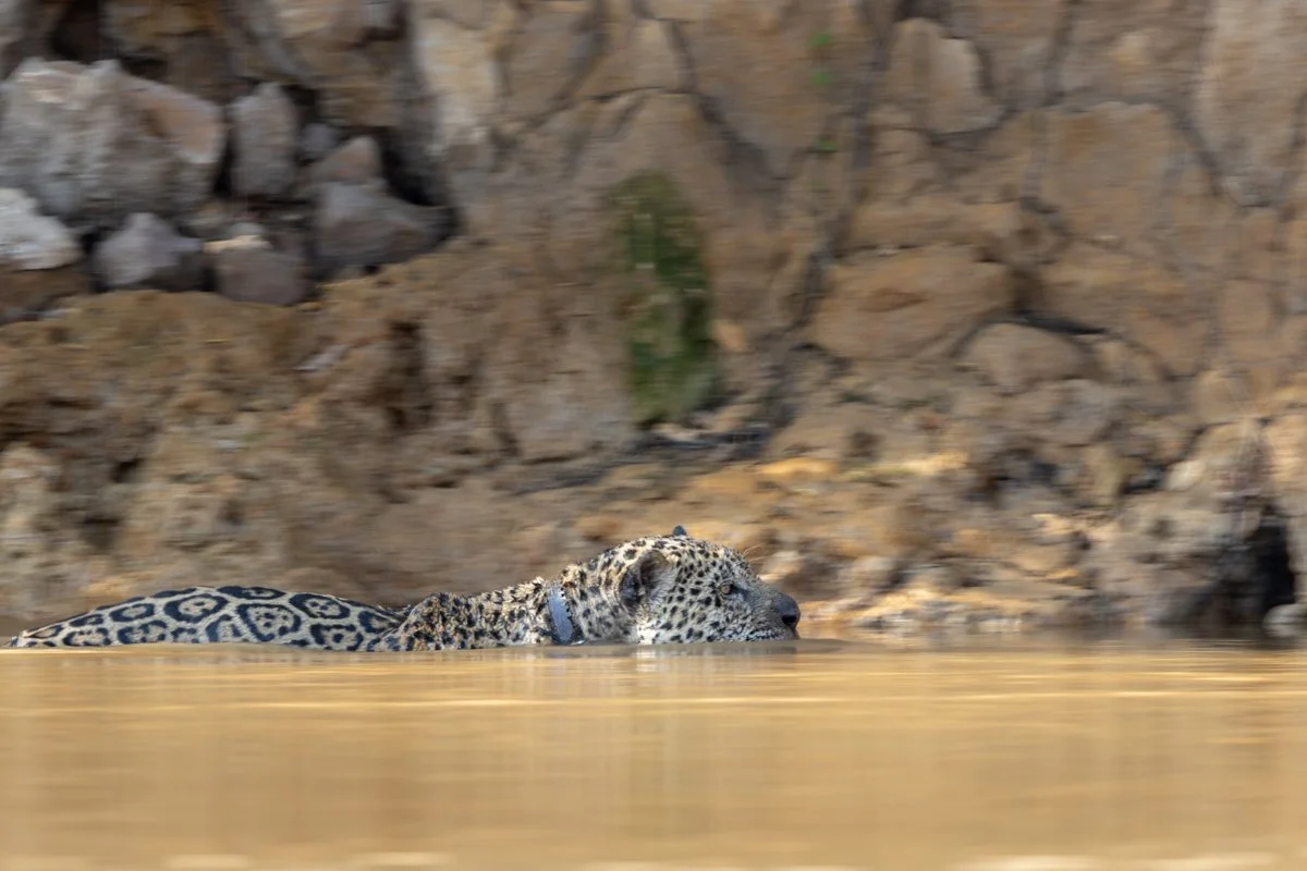 WildlifeInMotion15.jpg