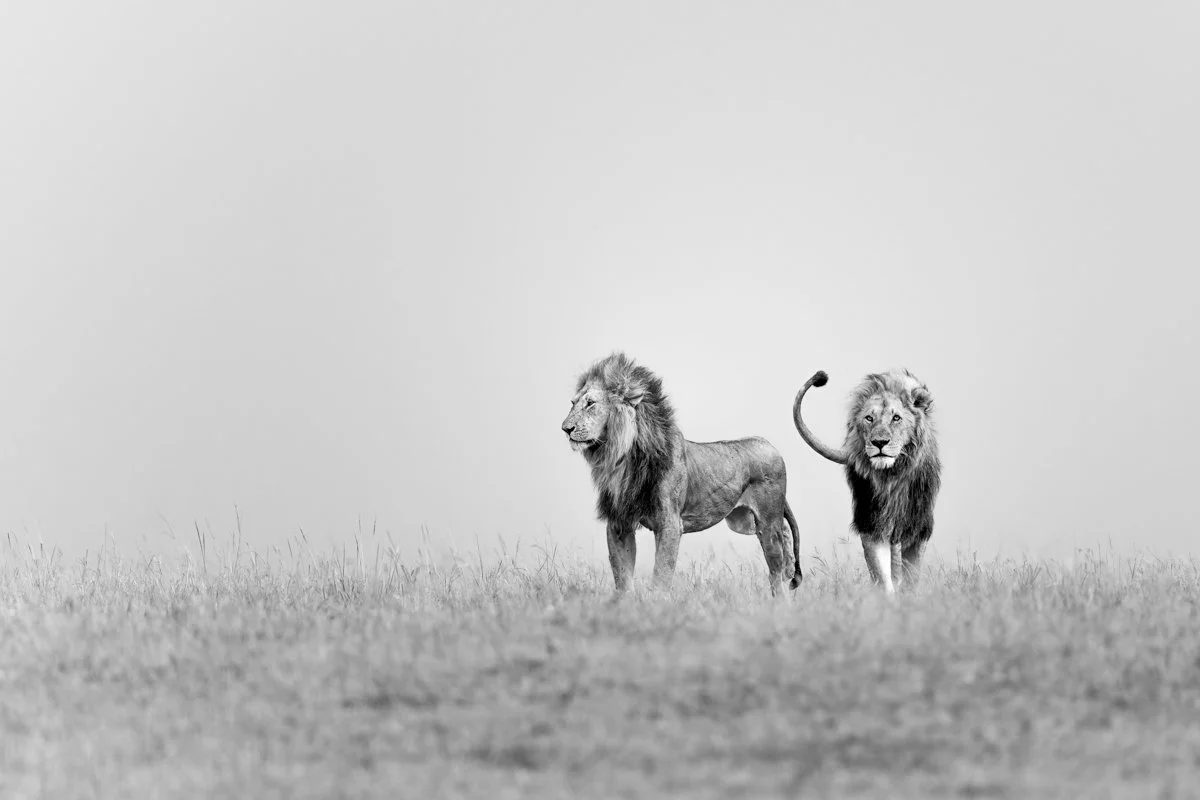 Monochrome17.jpg