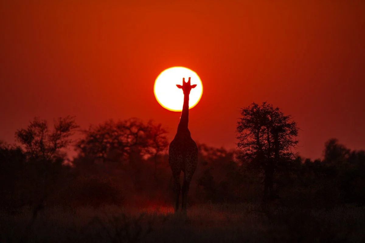 AfricanIcons11.jpg