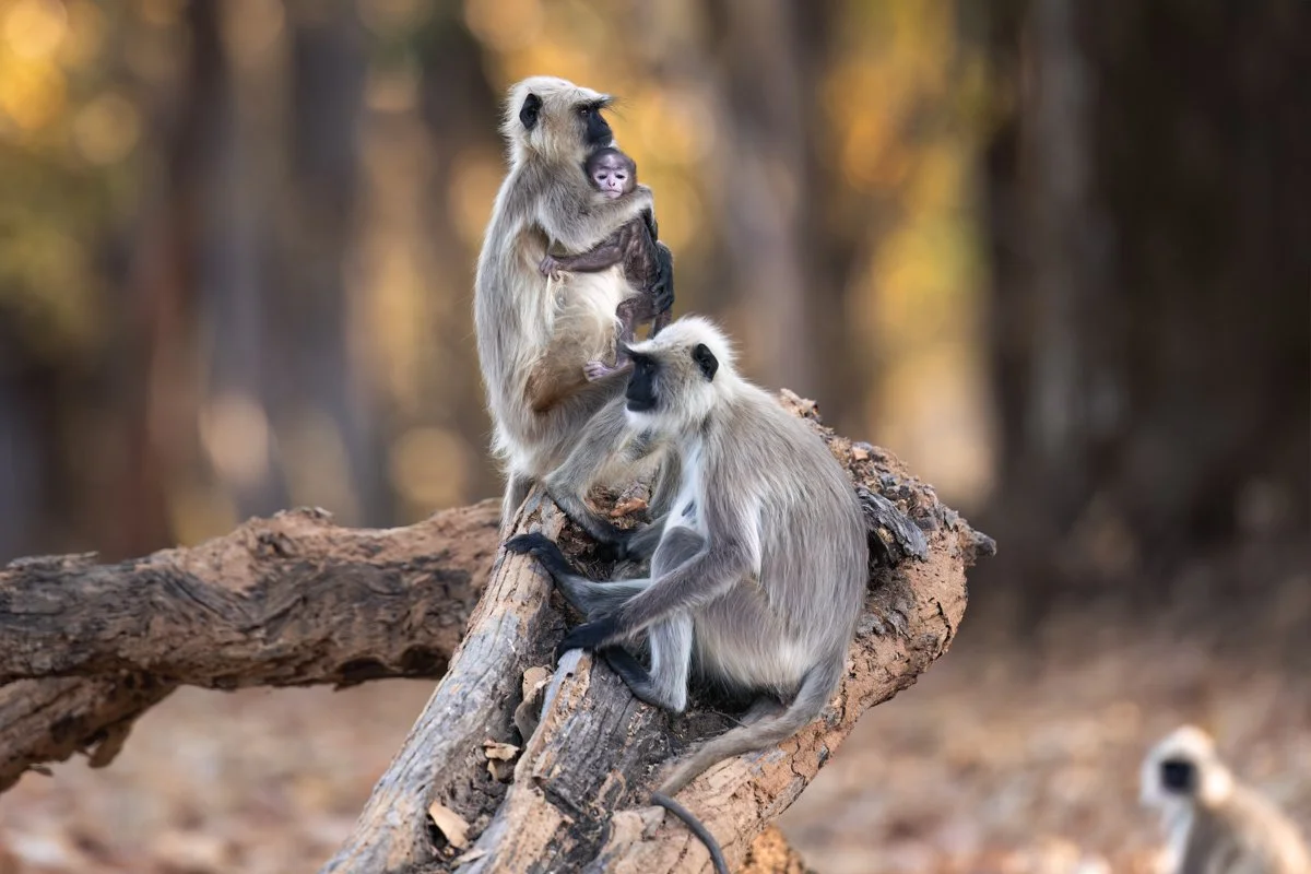 GeneralWildlife21.jpg