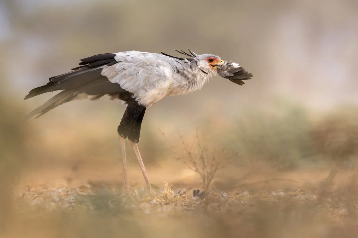 Birdlife12.jpg