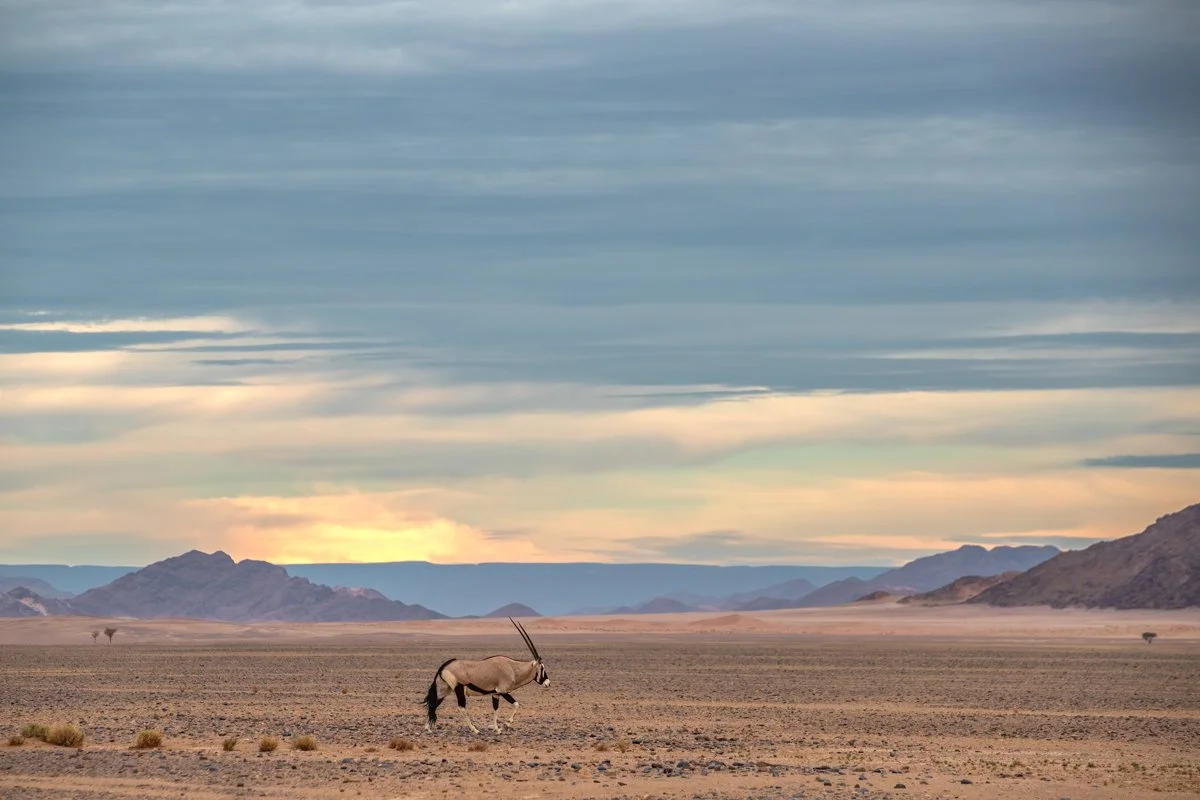 GeneralWildlife05.jpg