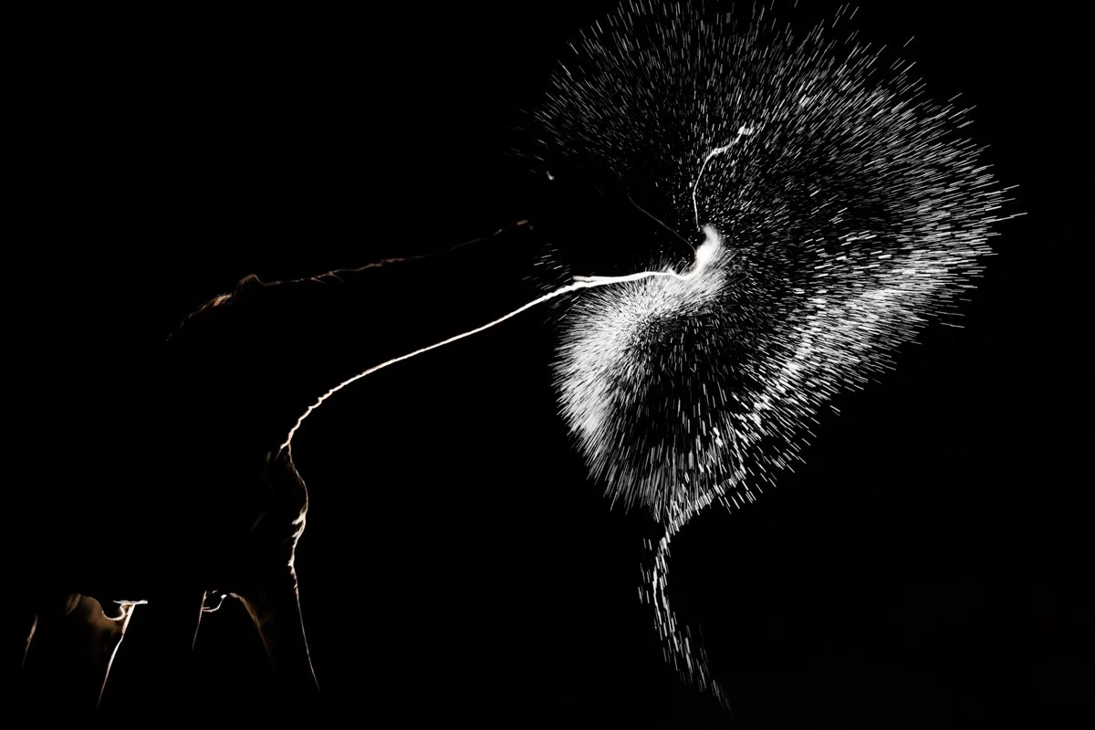 WildlifeInMotion01.jpg