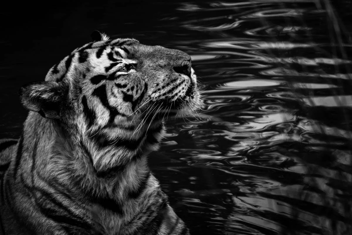 Monochrome18.jpg