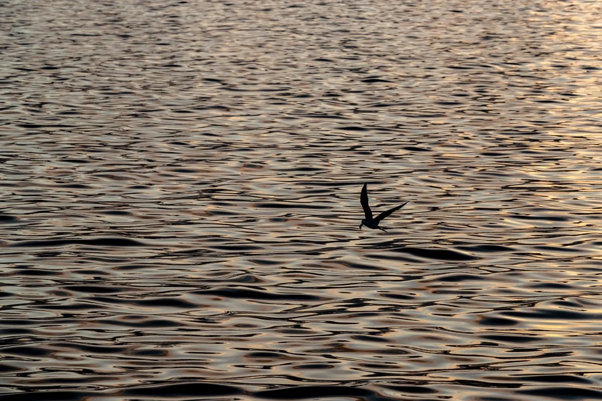 Birdlife44.jpg