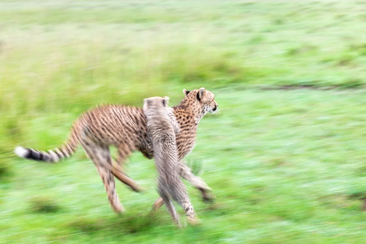 WildlifeInMotion13.jpg