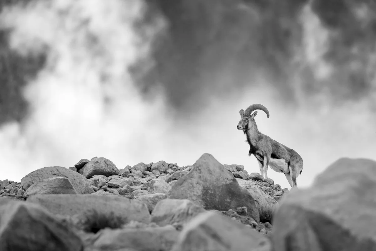 Monochrome28.jpg