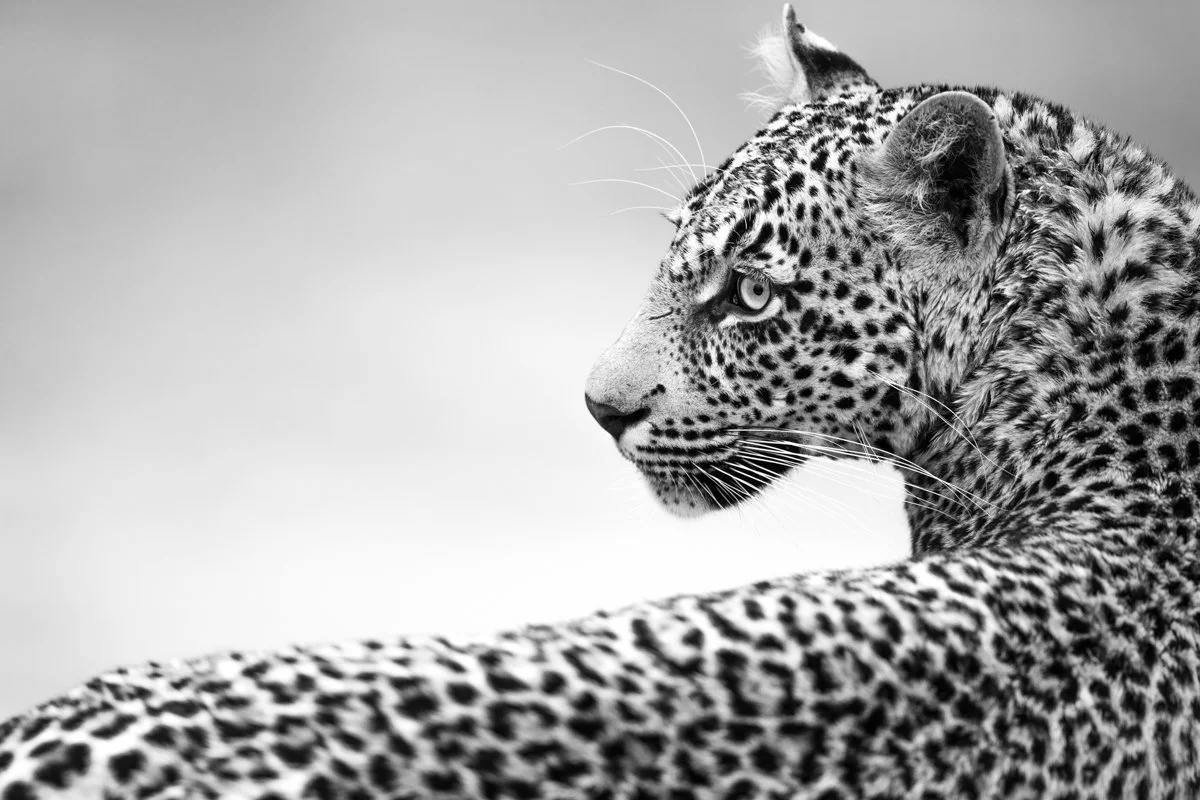 Monochrome37.jpg