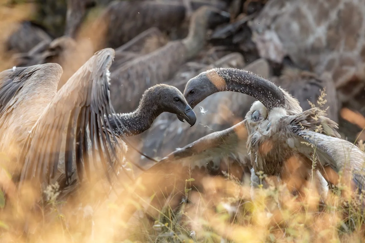 Birdlife37.jpg