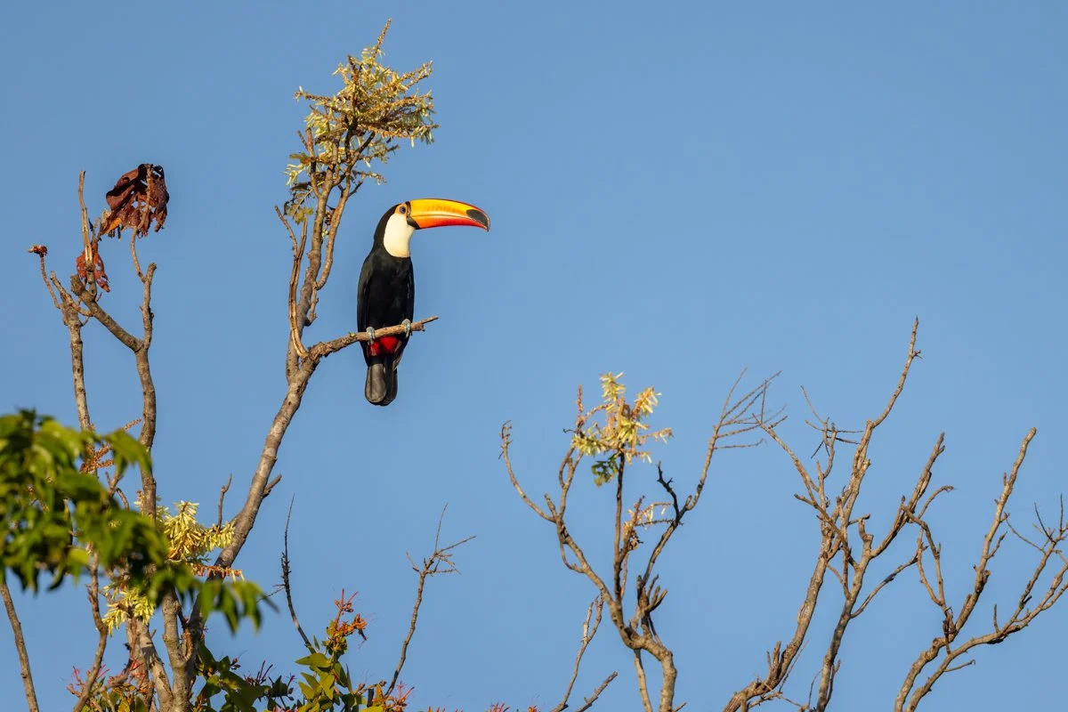 Birdlife29.jpg