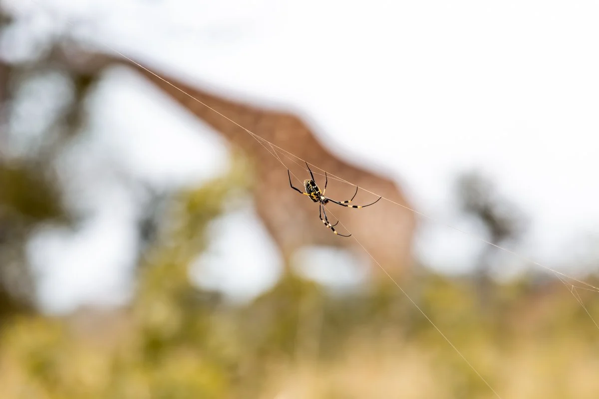 GeneralWildlife08.jpg