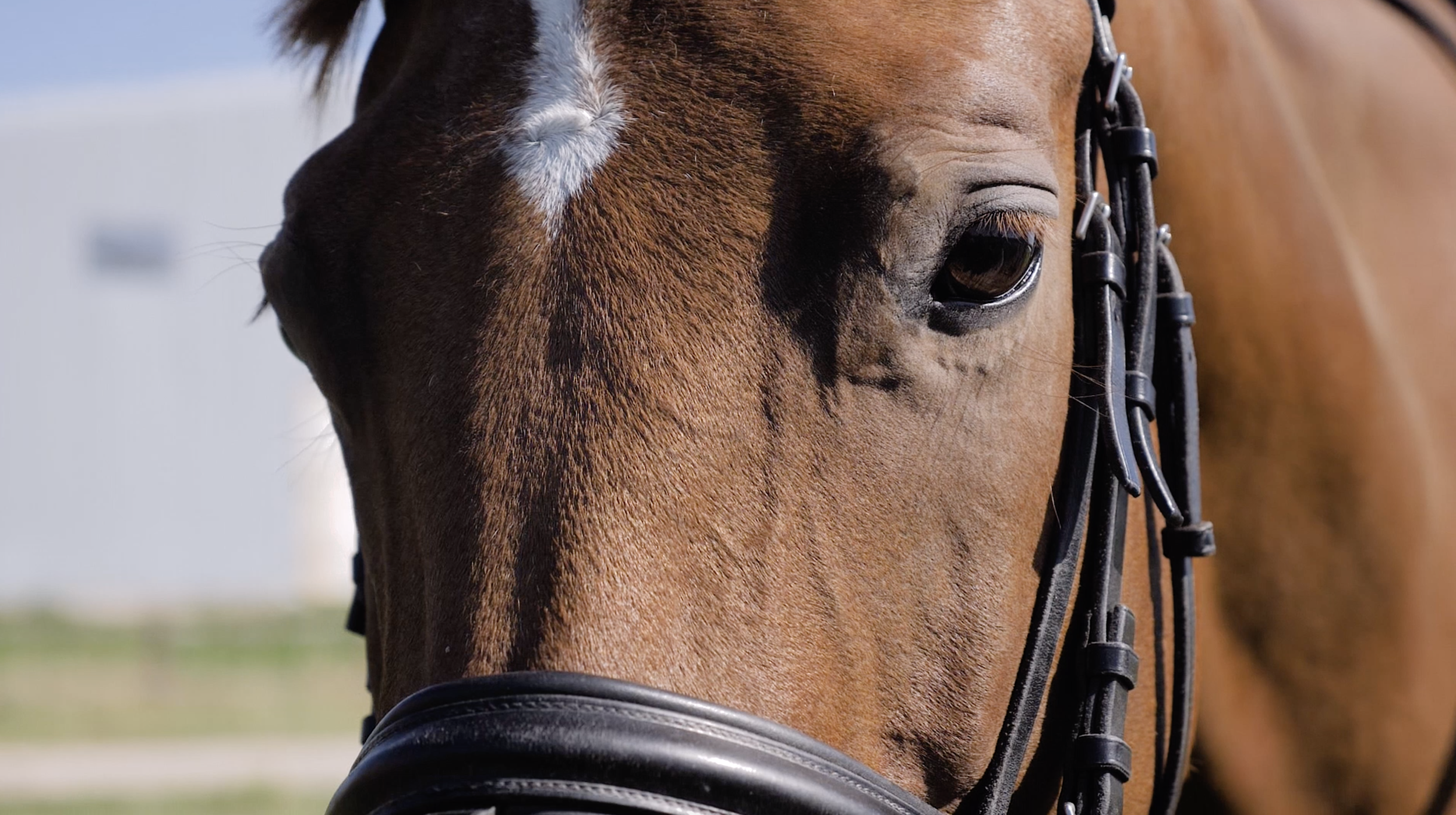 Screen Shot 2021-06-04 at 11.13.06 AM.png