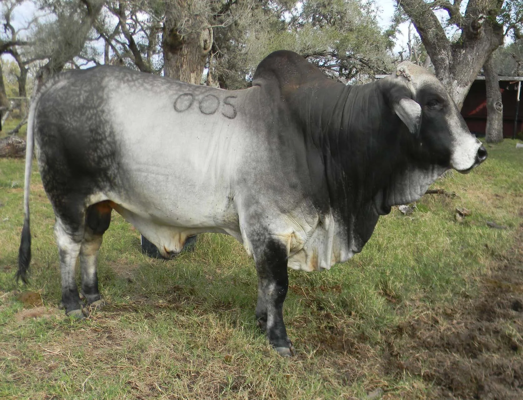 Gallery 1 — Upland Cattle Company
