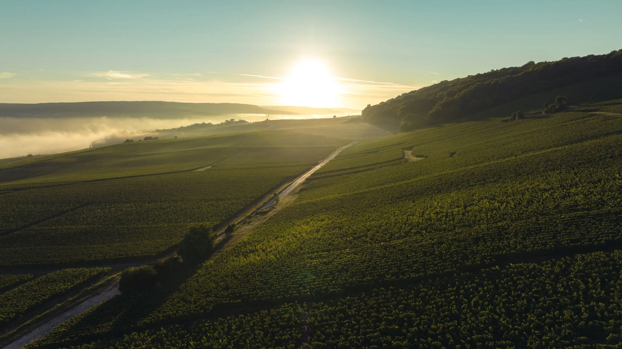 Saint-Philibert_Vendanges_Drone_3-©Romain-Berthiot.jpg