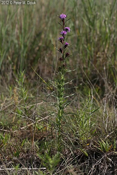 Cylindrical Blazing Star