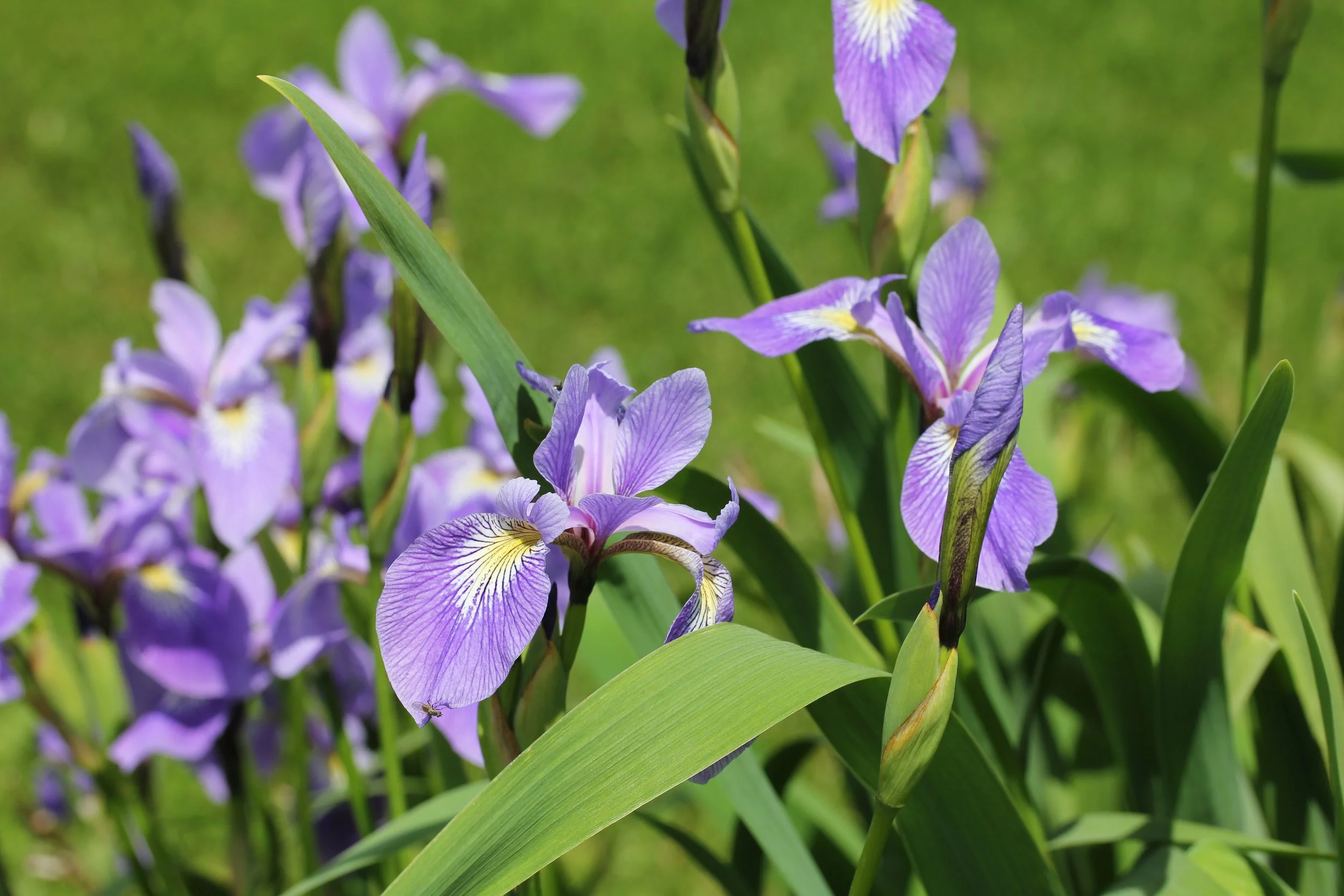 Iris_versicolor_0007.jpg