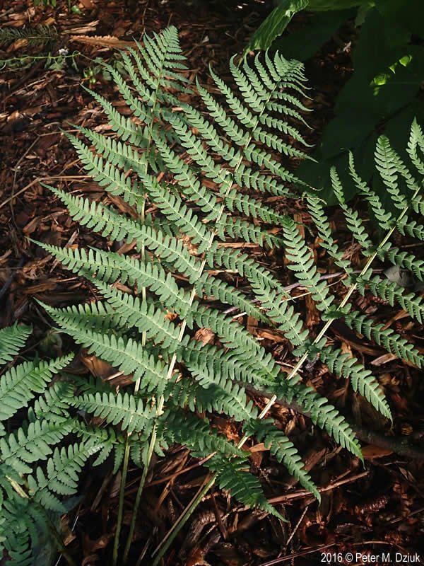 marginal fern-dryopteris-marginalis-072316-8.jpg