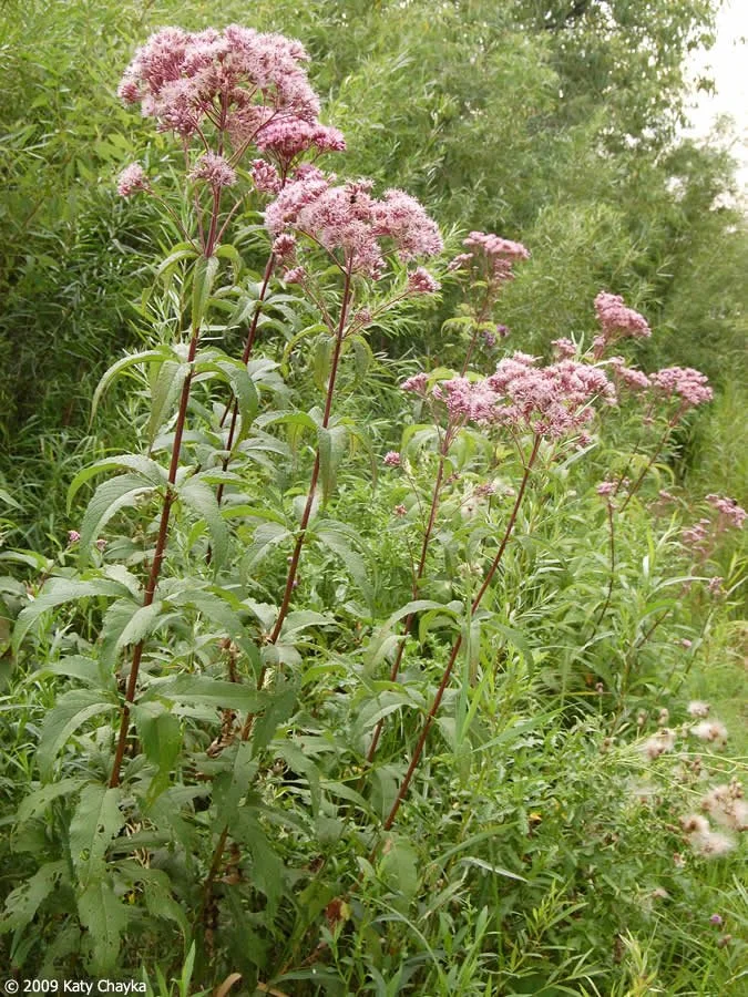 spotted joe pyeweed-eutrochium-maculatum-joe-pye-weed_0815_162723.jpg