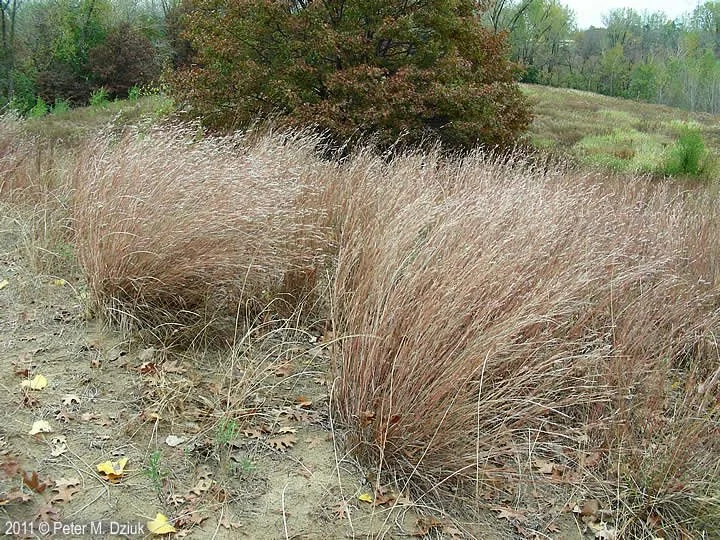 little bluestem-schizachyrium-scoparium-809453.jpg
