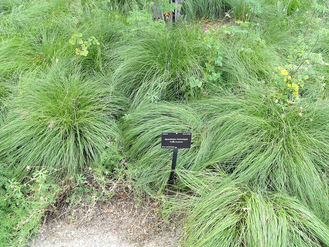 prairie dropseed_-_Denver_Botanic_Gardens_-_DSC00886.JPG
