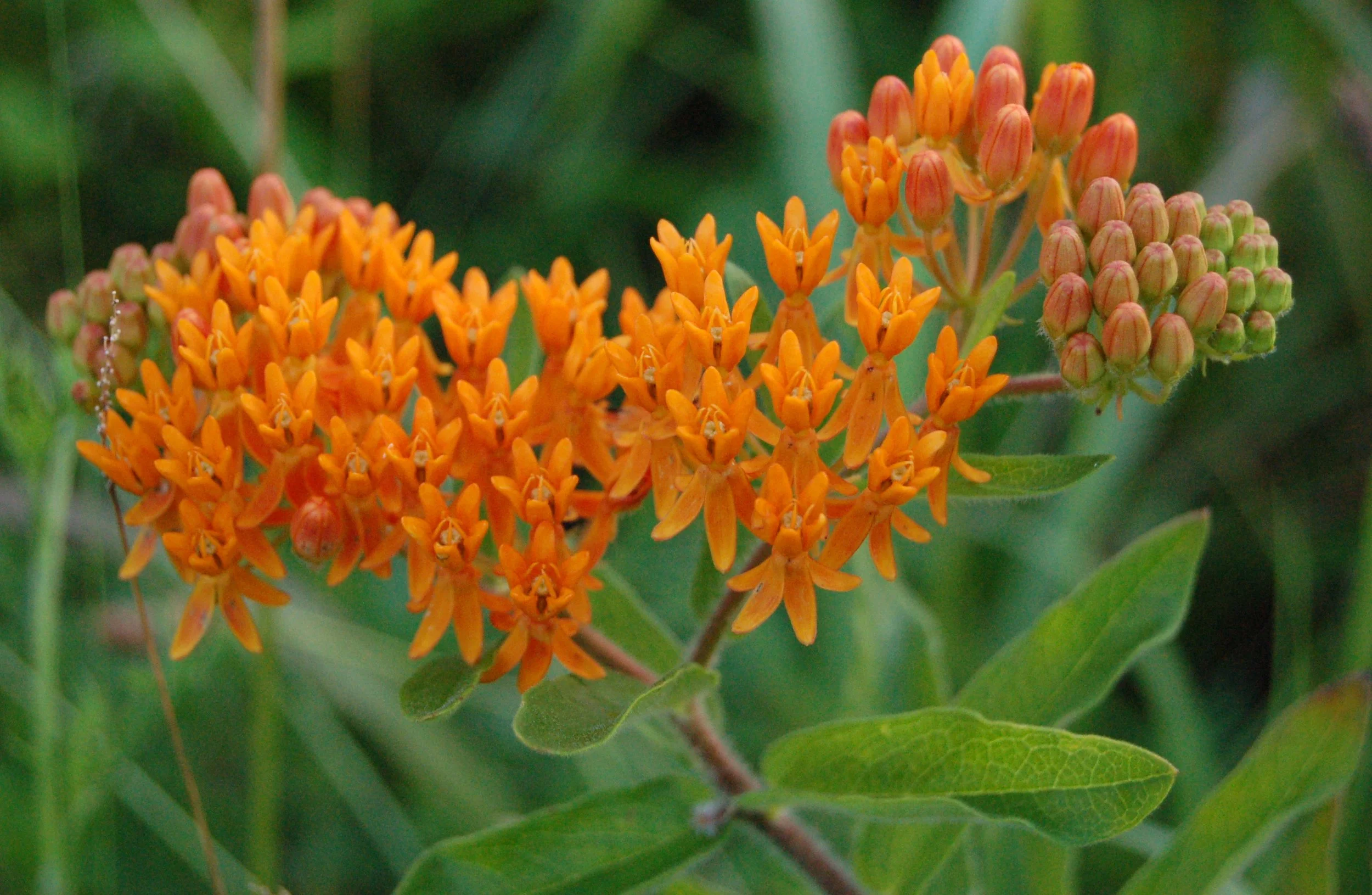Butterfly_Weed_Entire_Flower_Head_2608px.jpg