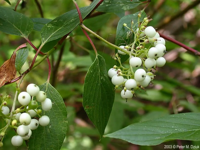 cornus-sericea-20.jpg
