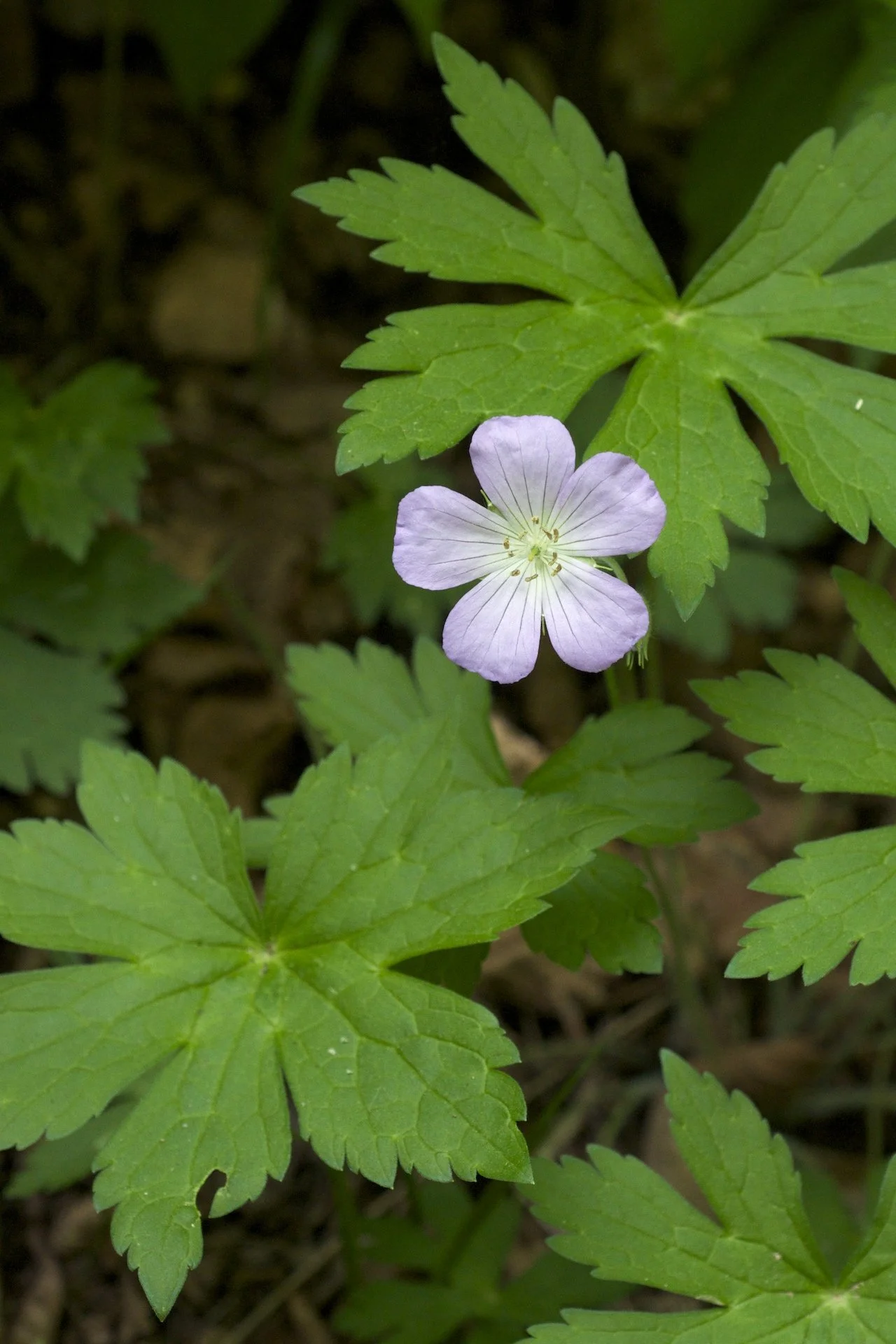 Geranium_maculatum_Leatherwood_Lake.jpg