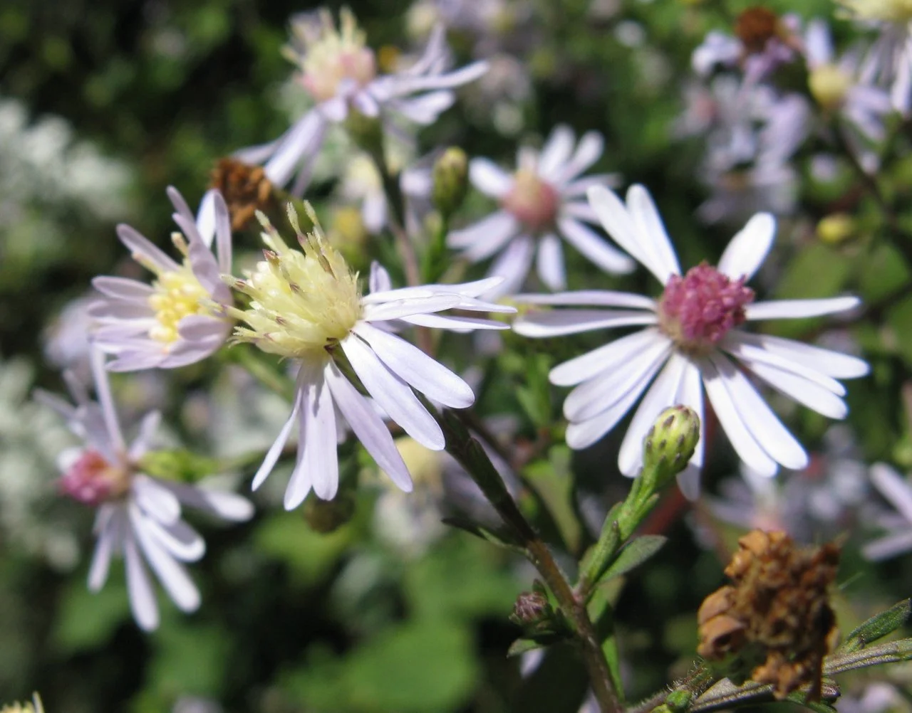 Heartleaf_aster_1.jpg
