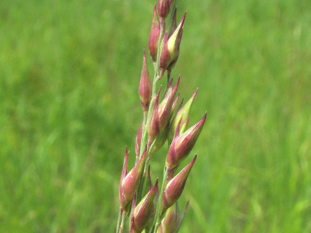 Panicum_virgatum_fruit.jpg