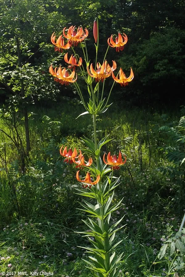lilium-michiganense-michigan-lily_0718_164407.jpg