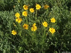 Lanceleaf Coreopsis.jpg