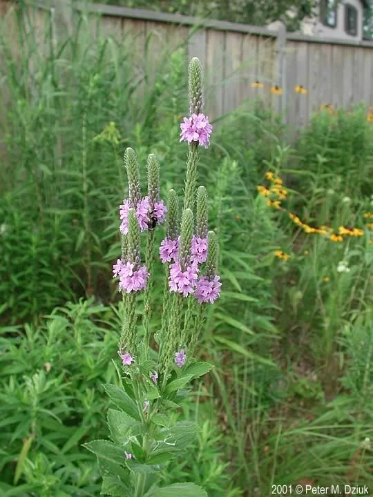 hoary vervain-verbena-stricta-1.jpg