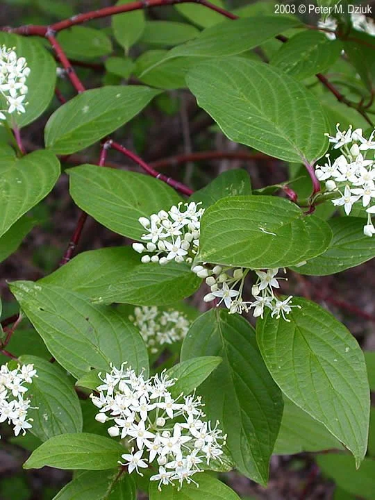cornus-sericea-41.jpg