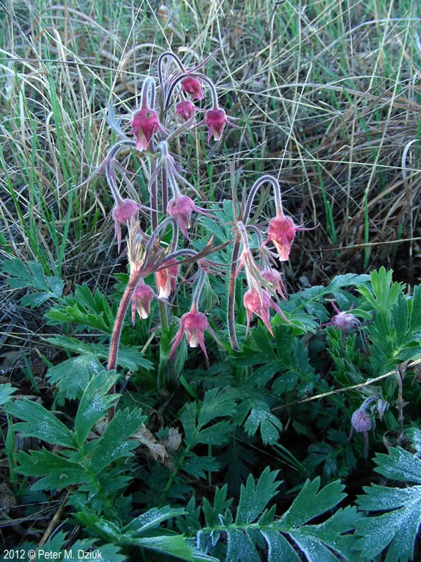 Prairie Smoke