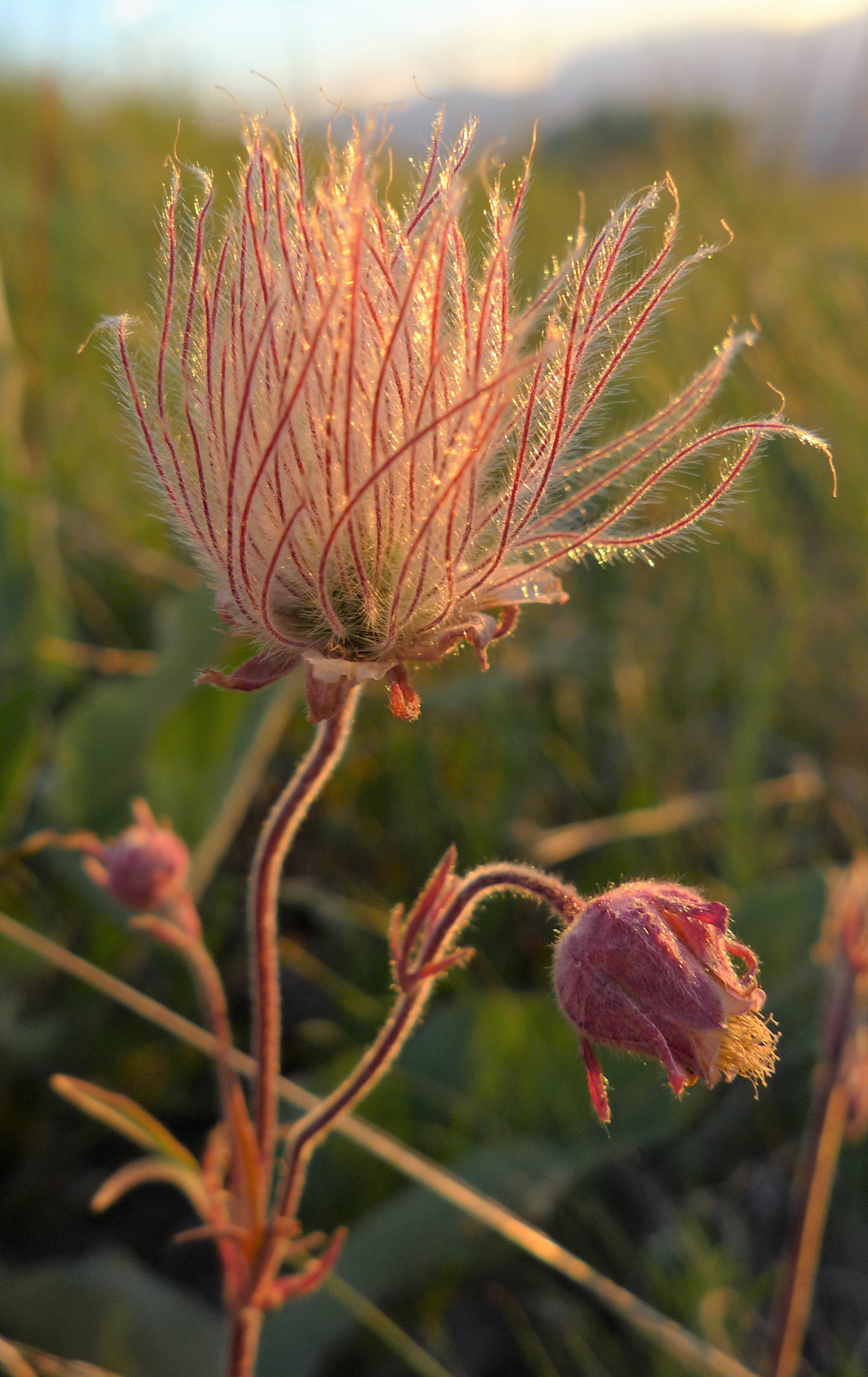 Geum_triflorum_var._ciliatum_2.jpg