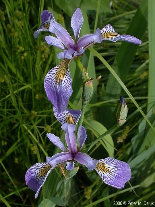 Blue Flag Iris