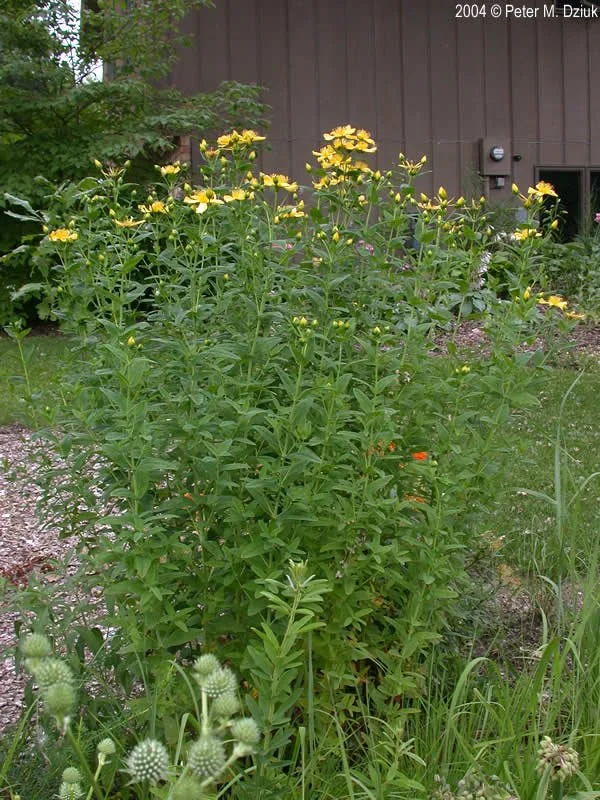 Great St. Johns Wort