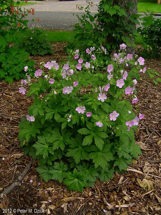 Wild Geranium