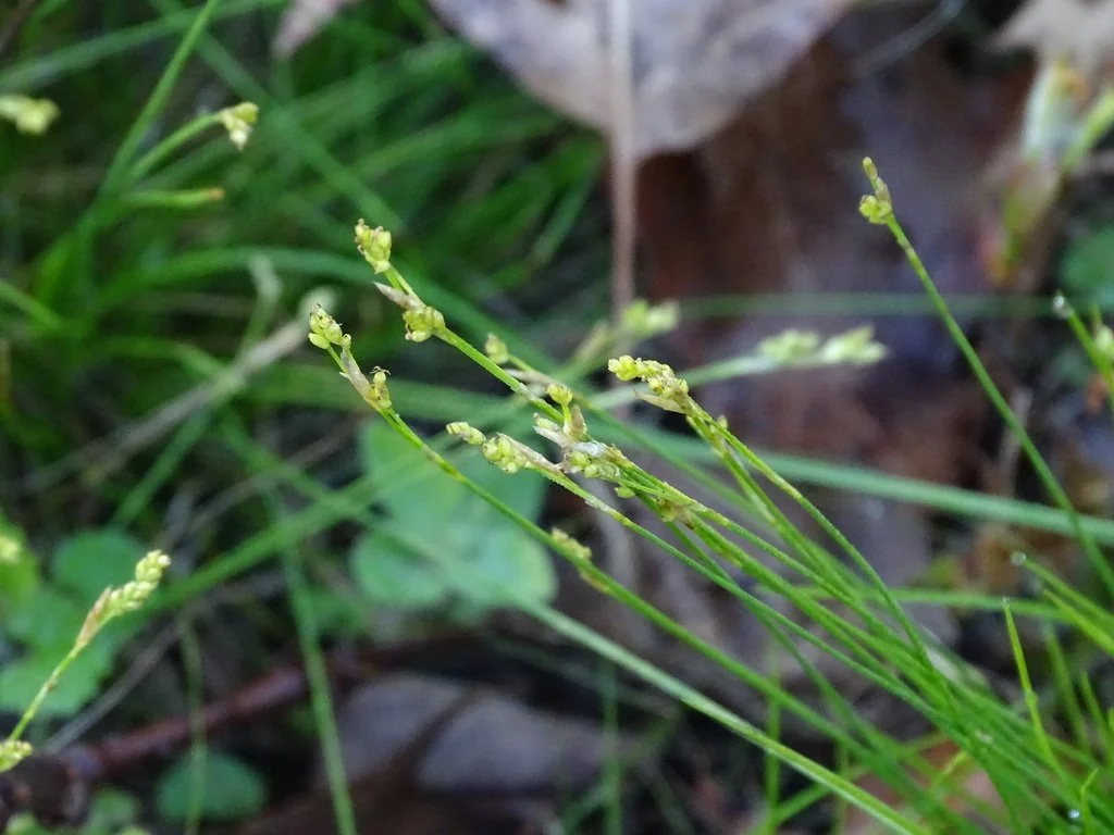 Carex_eburnea_36155470.jpg