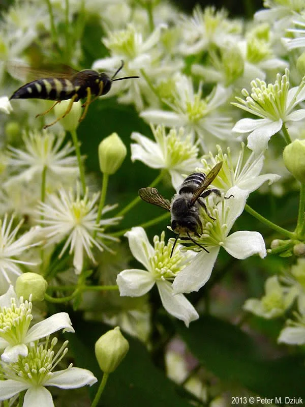clematis-virginiana-7893-2.jpg