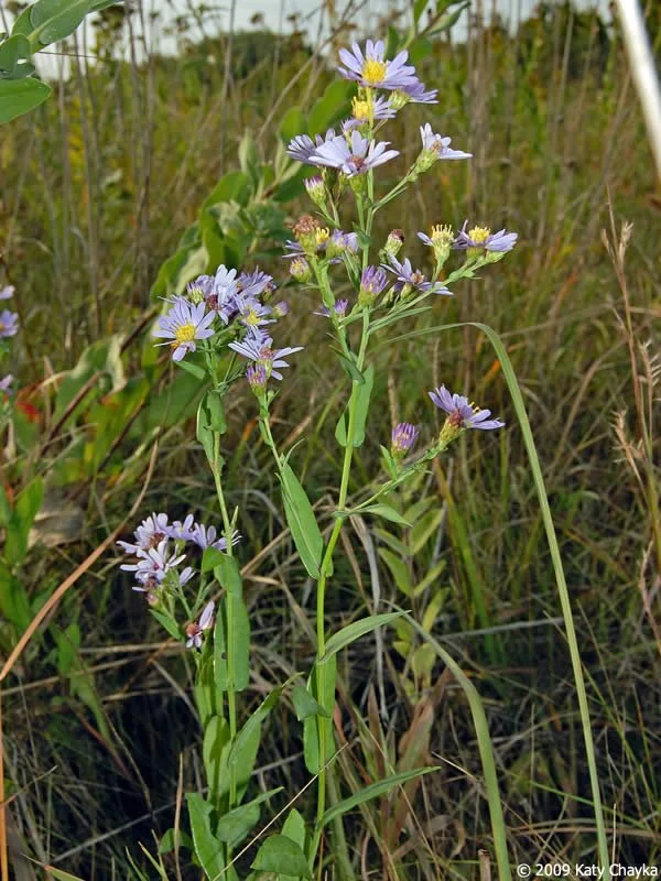 smooth-blue-aster_0919_174946.jpg