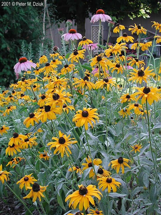 Black-eyed Susan-rudbeckia-hirta-30.jpg