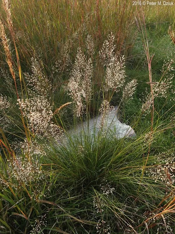 prairie dropseed-sporobolus-heterolepis-091316-1.jpg