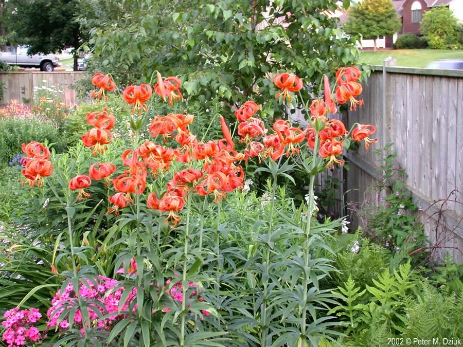 lilium-michiganense-04.jpg