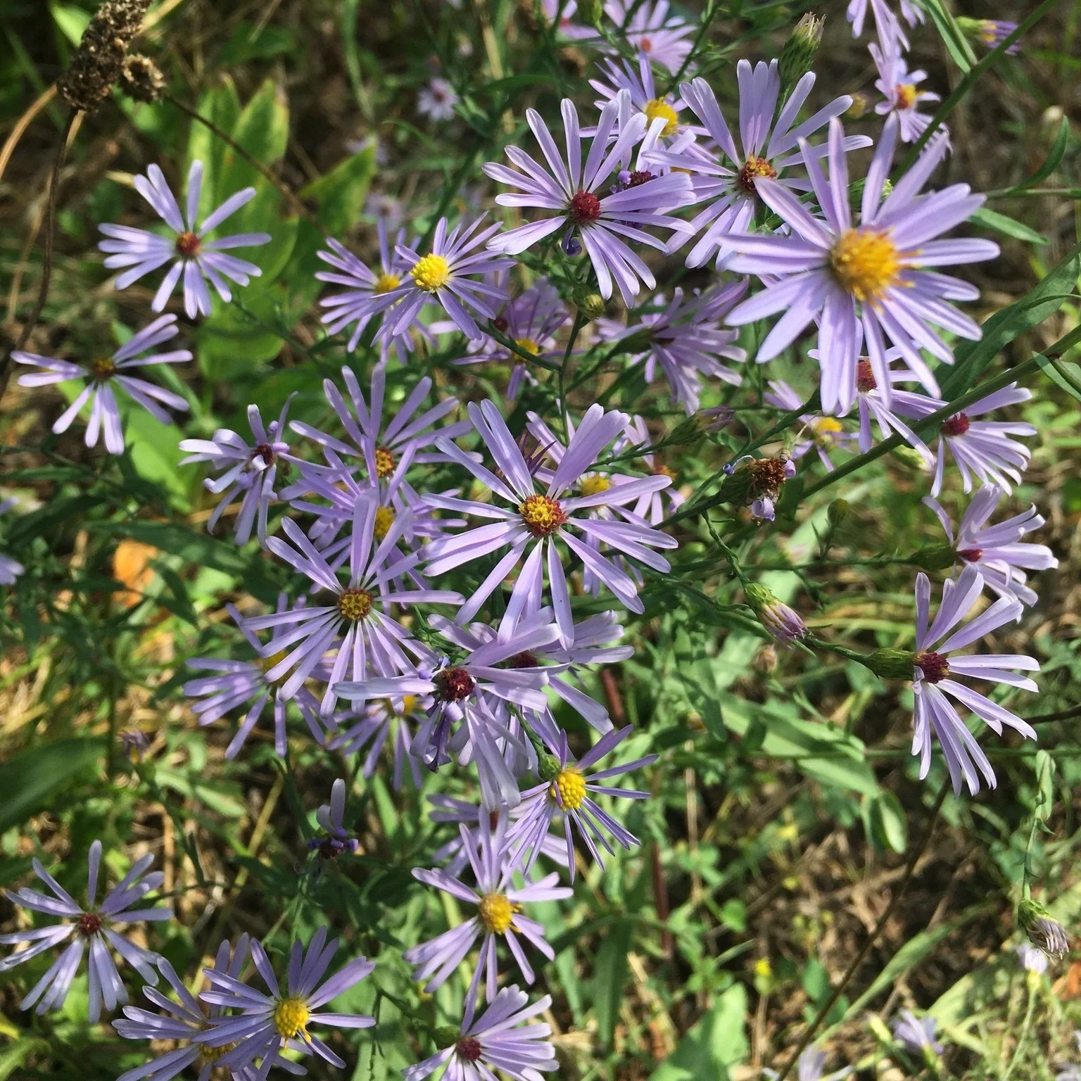 Symphyotrichum_laeve_93797924_(cropped).jpg