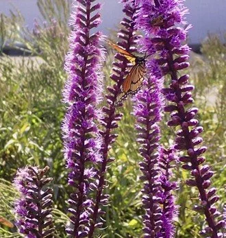 dense blazing star.jpg